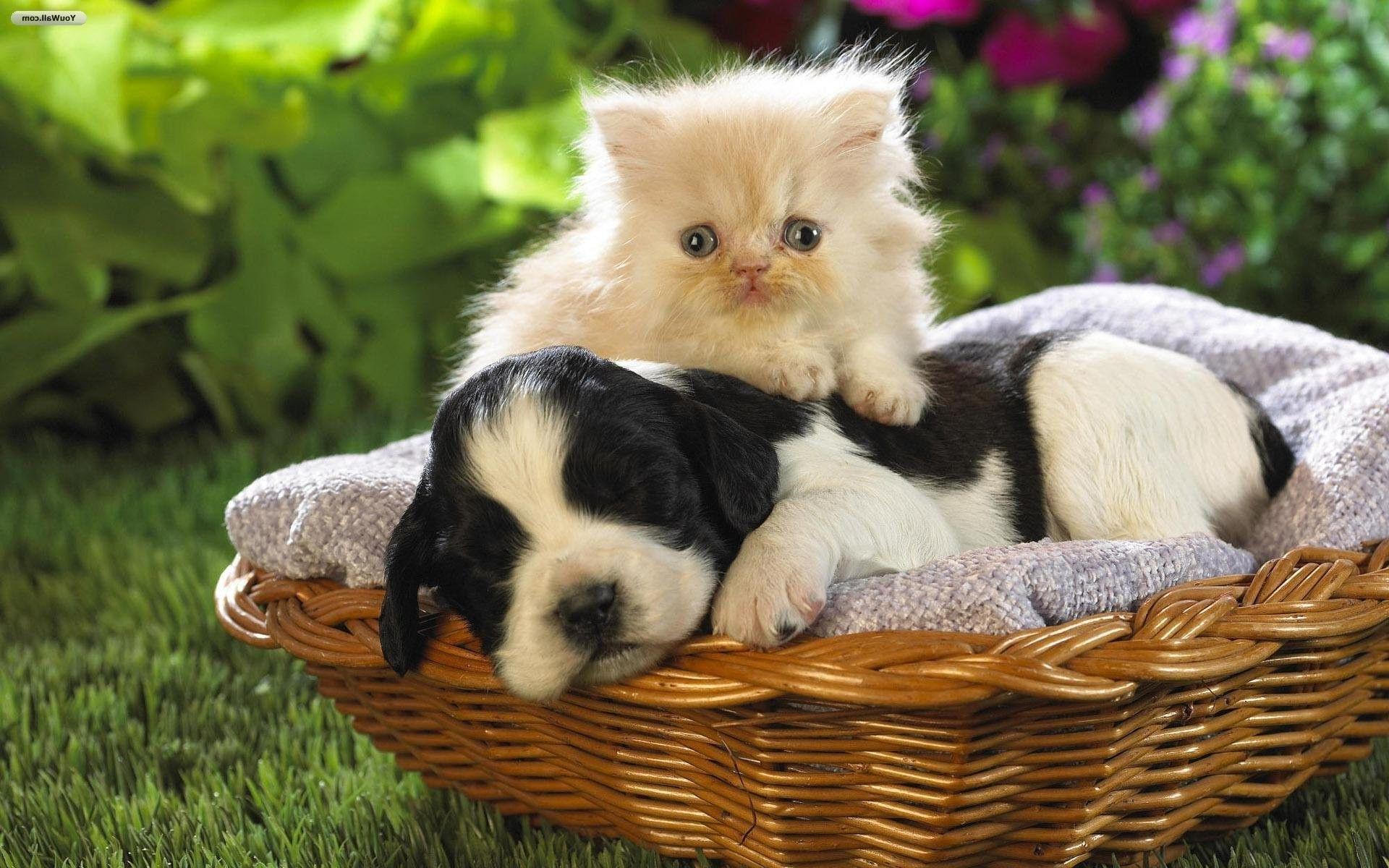 Cats And Dogs Wallpapers Wallpaper Cave