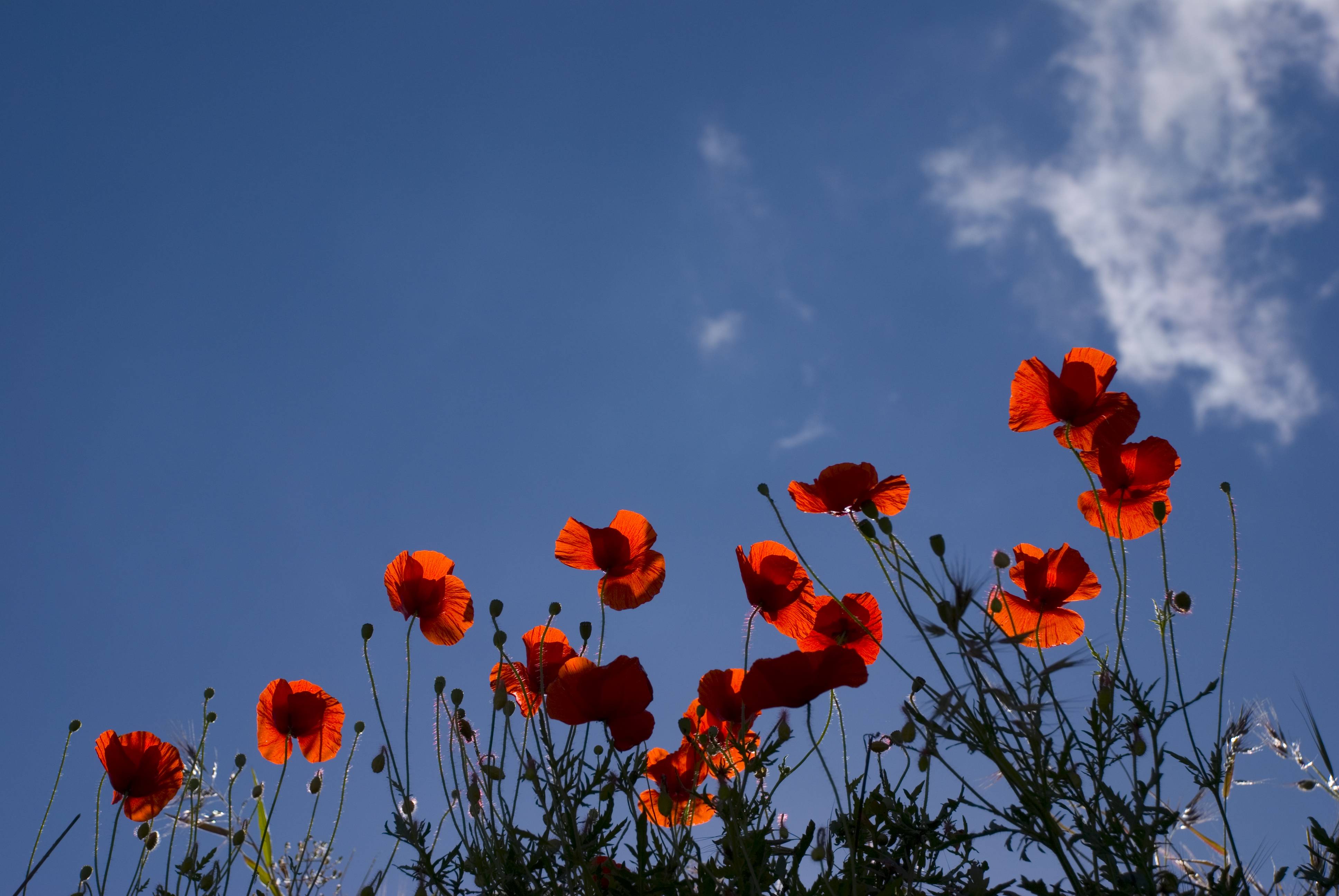 Remembrance Day Wallpapers Wallpaper Cave