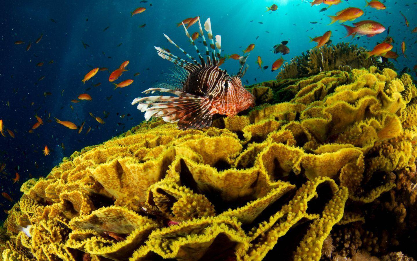 Sea Life Wallpapers Wallpaper Cave
