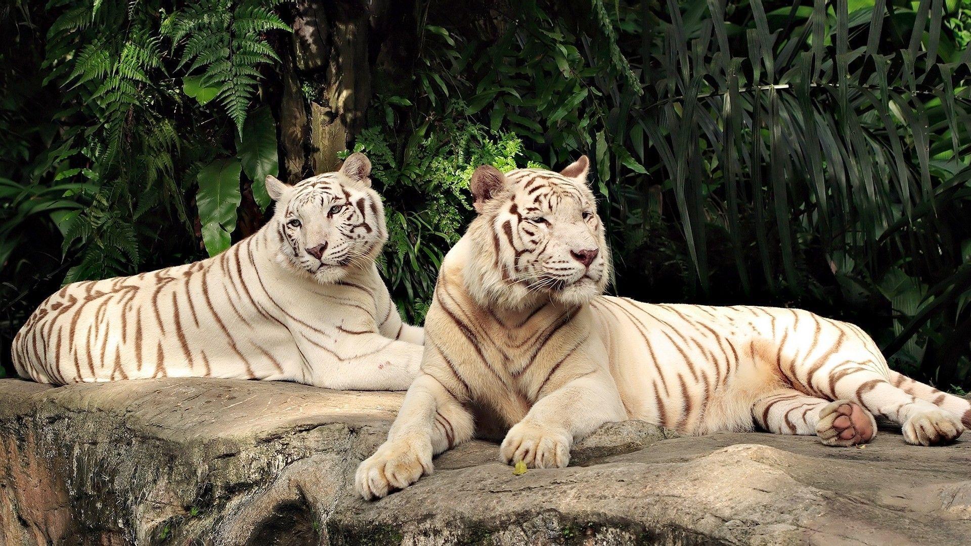 White Tiger Desktop Backgrounds Wallpaper Cave