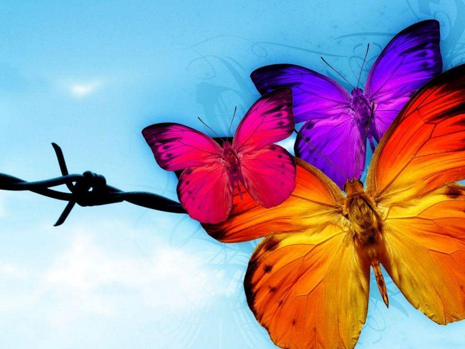 3D Butterfly Wallpapers Wallpaper Cave