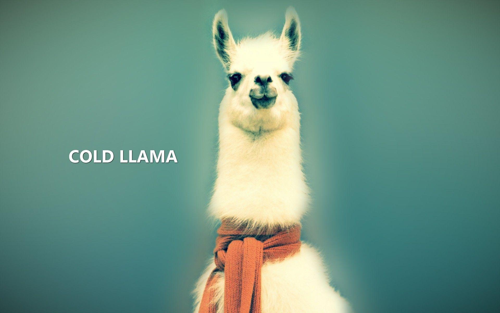 Llama Backgrounds Wallpaper Cave