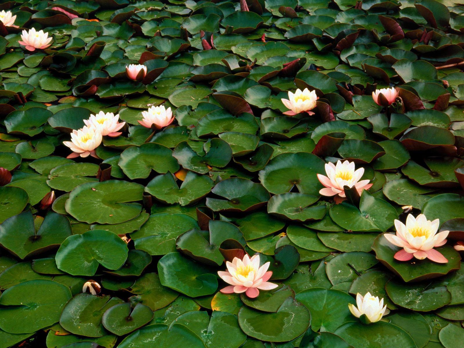 Water Lily Wallpapers Wallpaper Cave