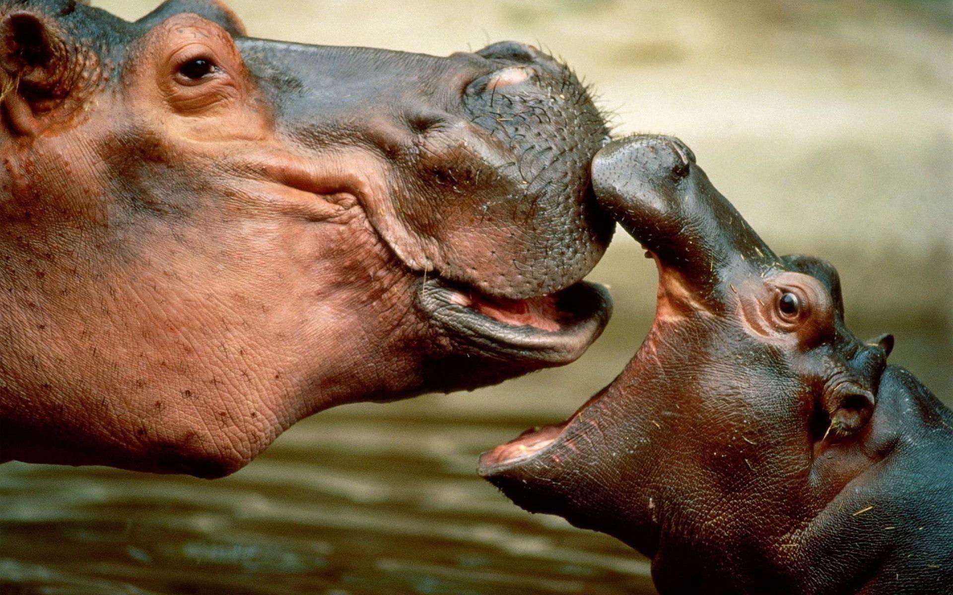 Hippopotamus Wallpapers Wallpaper Cave