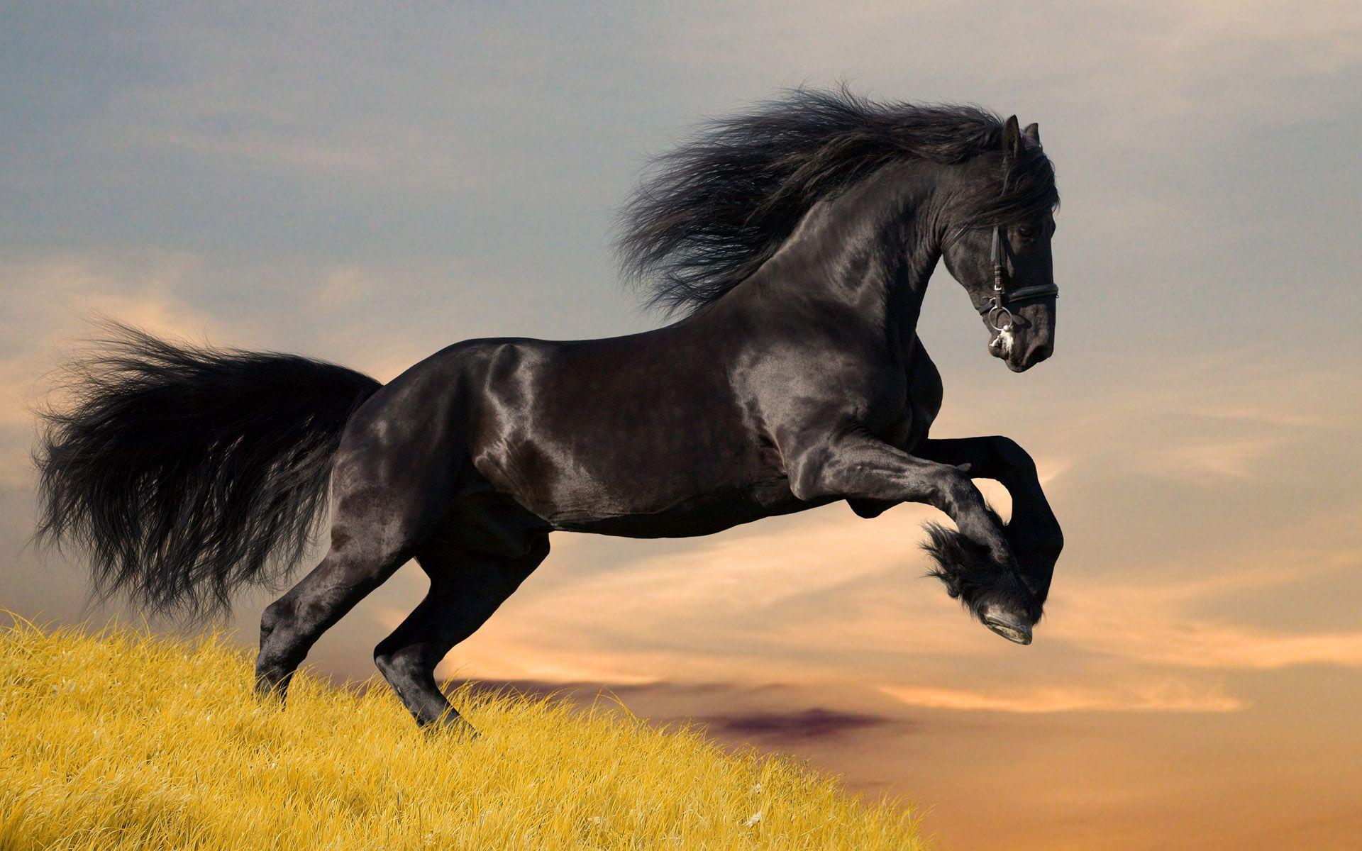 Black Horse Wallpapers Wallpaper Cave