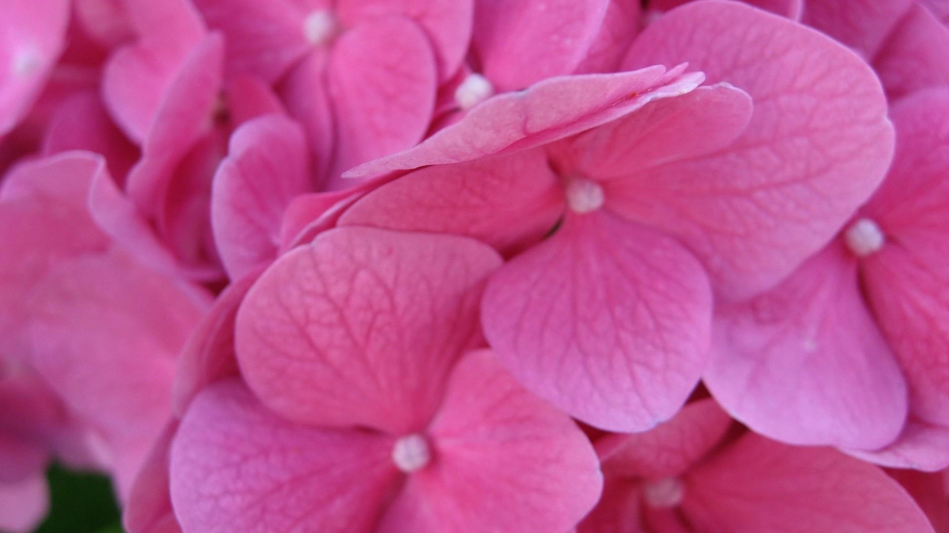 Pink Wallpaper Backgrounds Wallpaper Cave