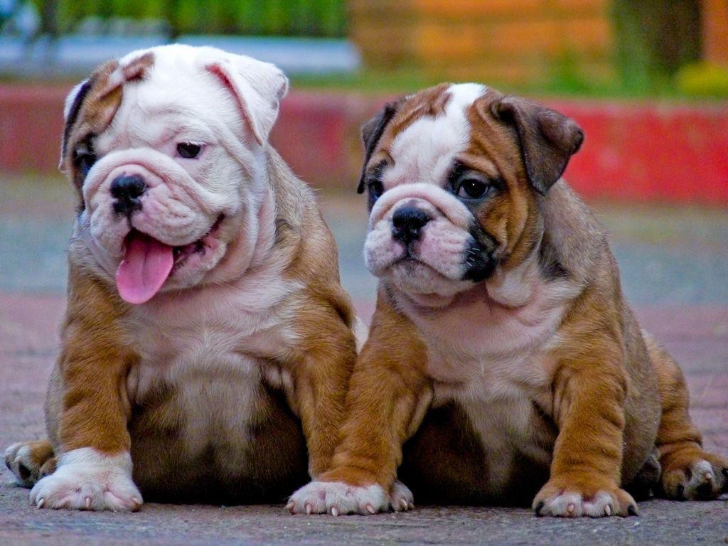 English Bulldog Wallpapers Wallpaper Cave