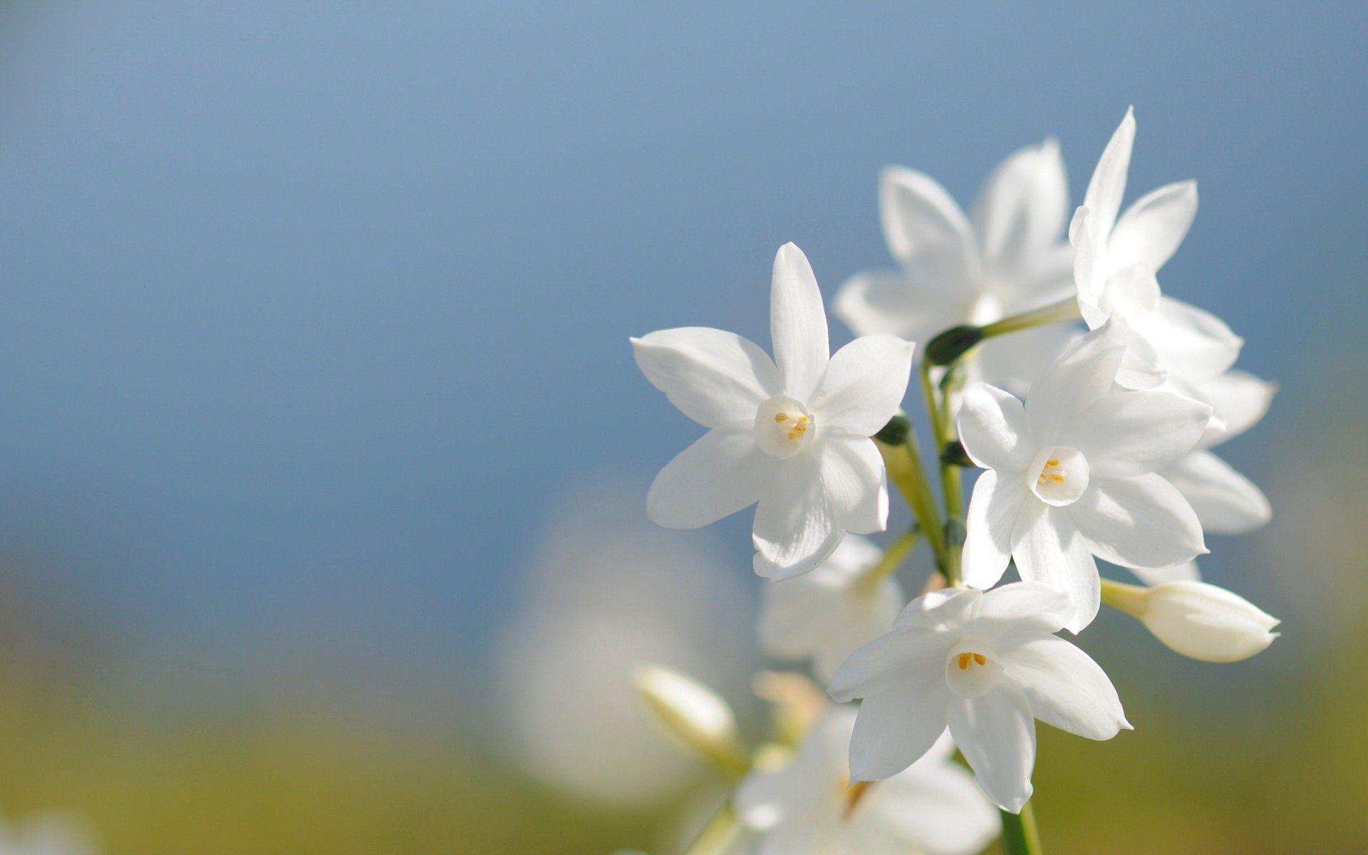 Jasmine Flower Wallpapers HD Wallpaper Cave