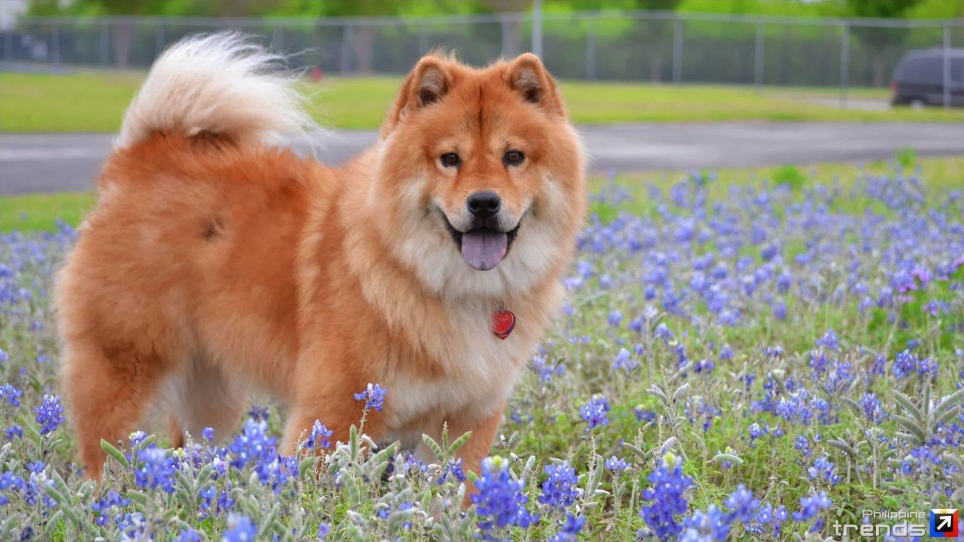 Chow Chow Wallpapers Wallpaper Cave