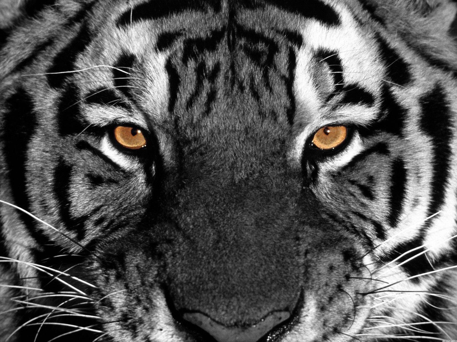 Wallpapers Tiger Wallpaper Cave