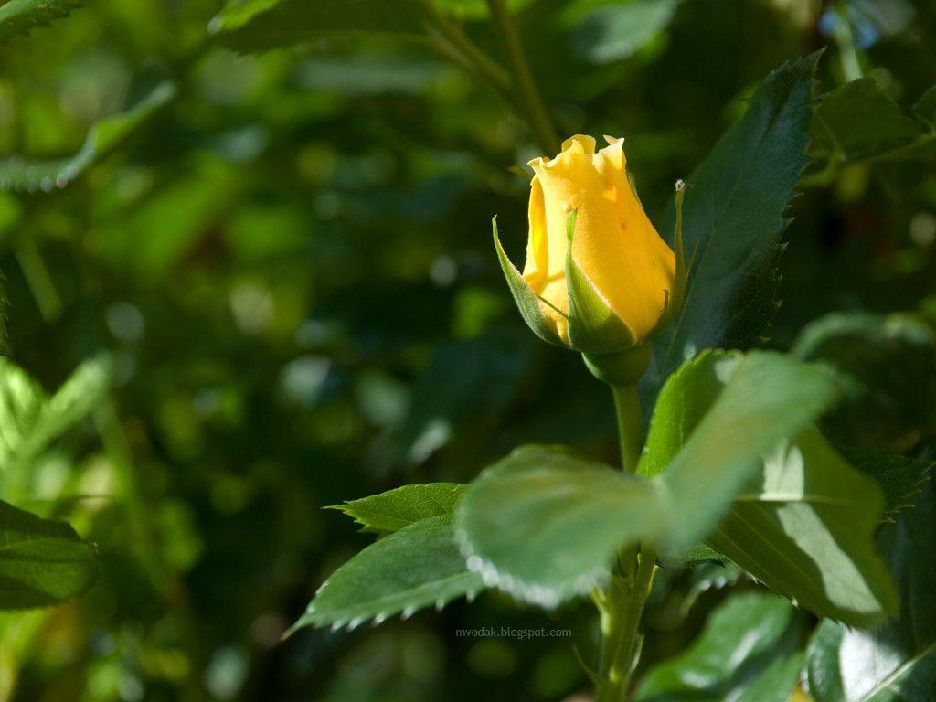 Yellow Rose Wallpapers Wallpaper Cave