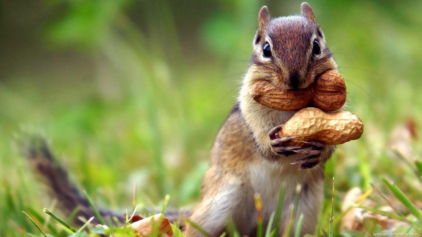 Squirrel Wallpapers Wallpaper Cave