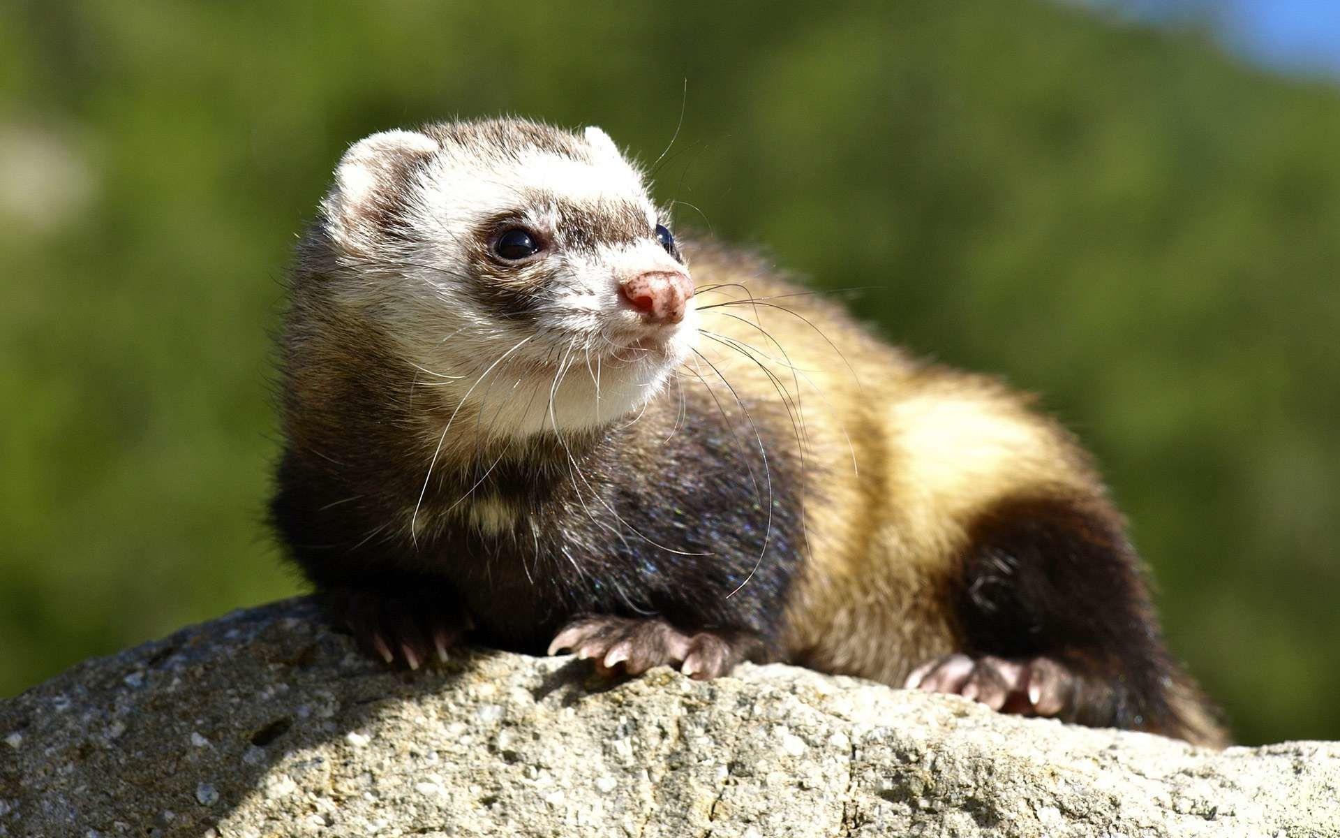 Ferret Wallpapers Wallpaper Cave