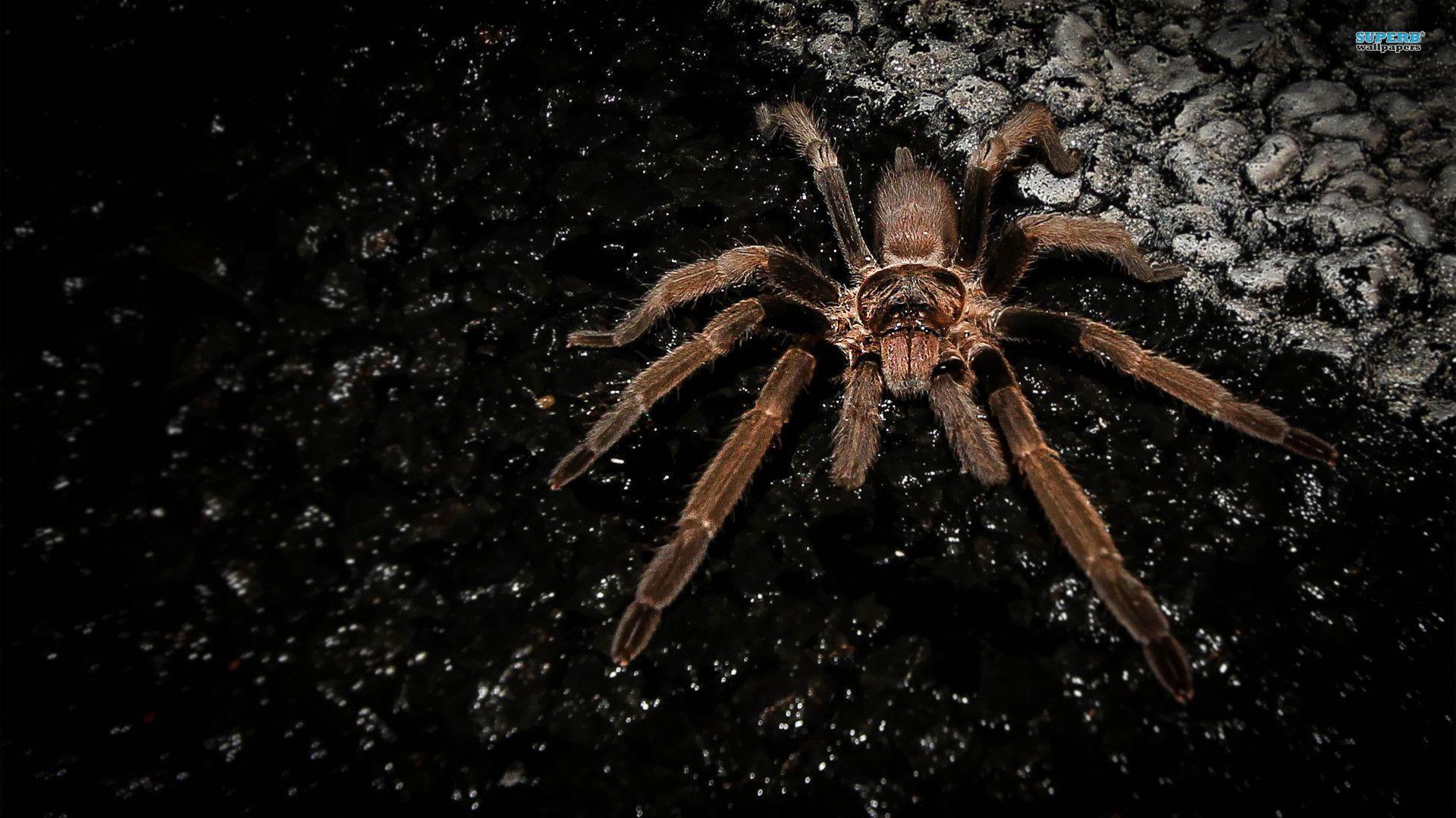 Free Spider Wallpapers Wallpaper Cave