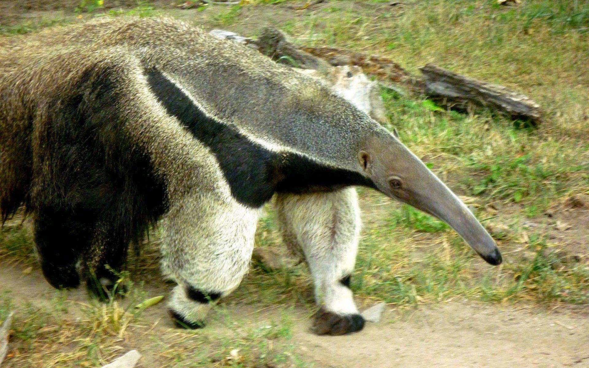 Anteater Wallpapers Wallpaper Cave