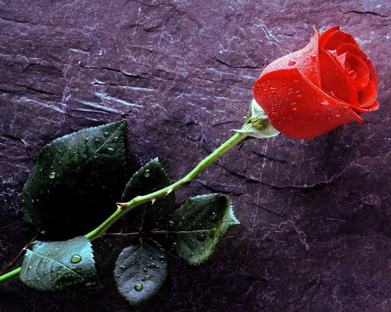 Wallpapers Of Rose Flower Wallpaper Cave