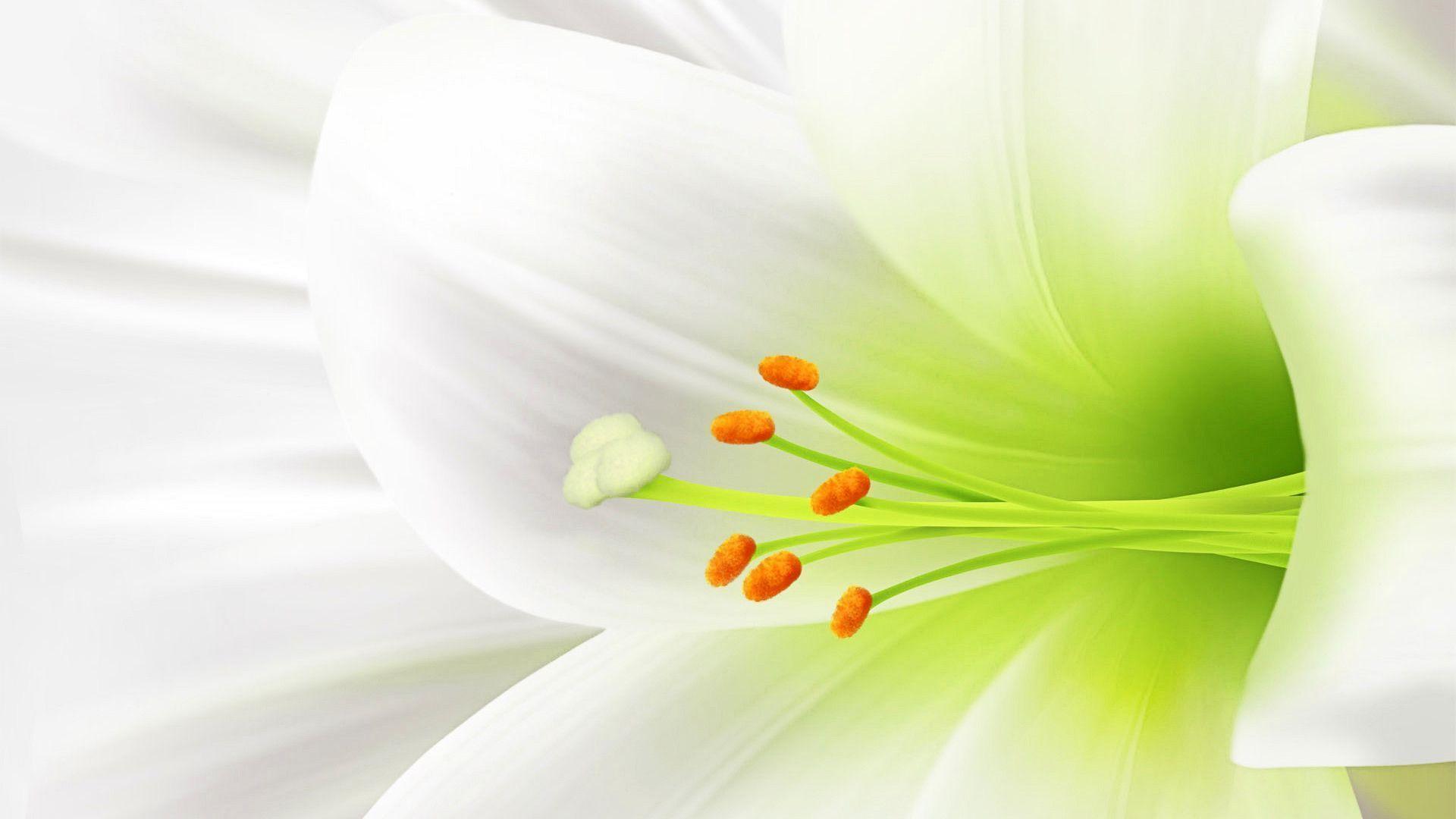 White Flower Wallpapers Wallpaper Cave