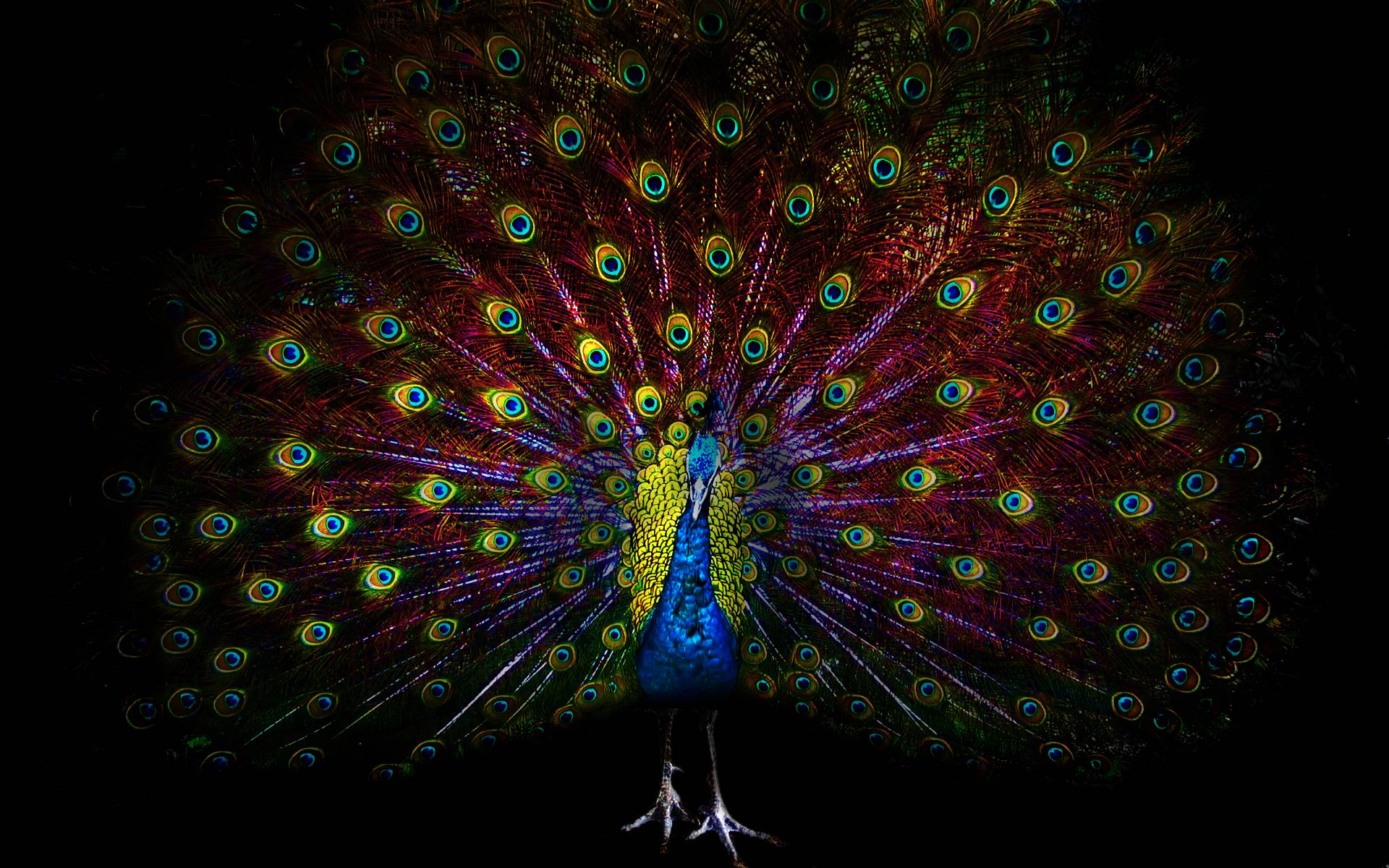 Wallpapers Of Peacock Feathers HD 2015 Wallpaper Cave