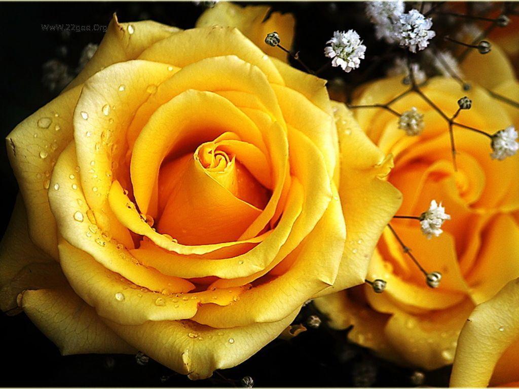 Yellow Roses Wallpapers Wallpaper Cave