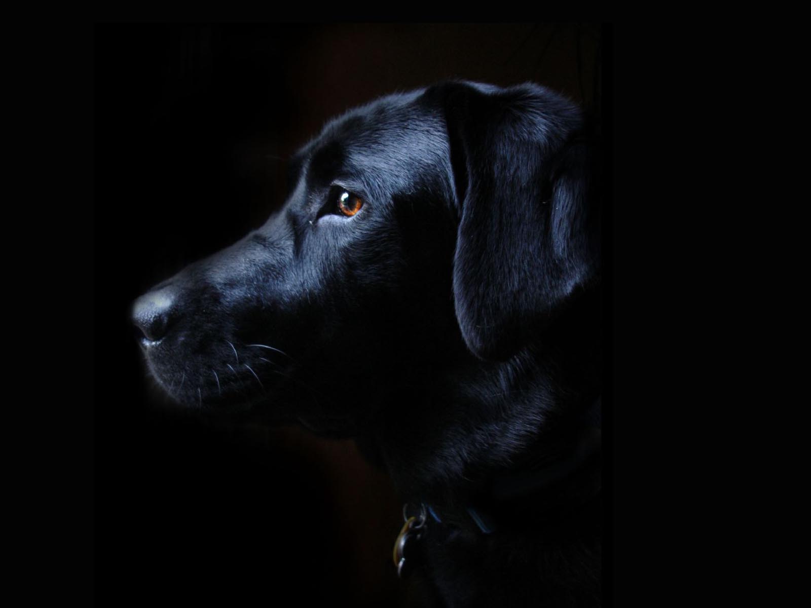 Black Lab Puppy Wallpapers Wallpaper Cave