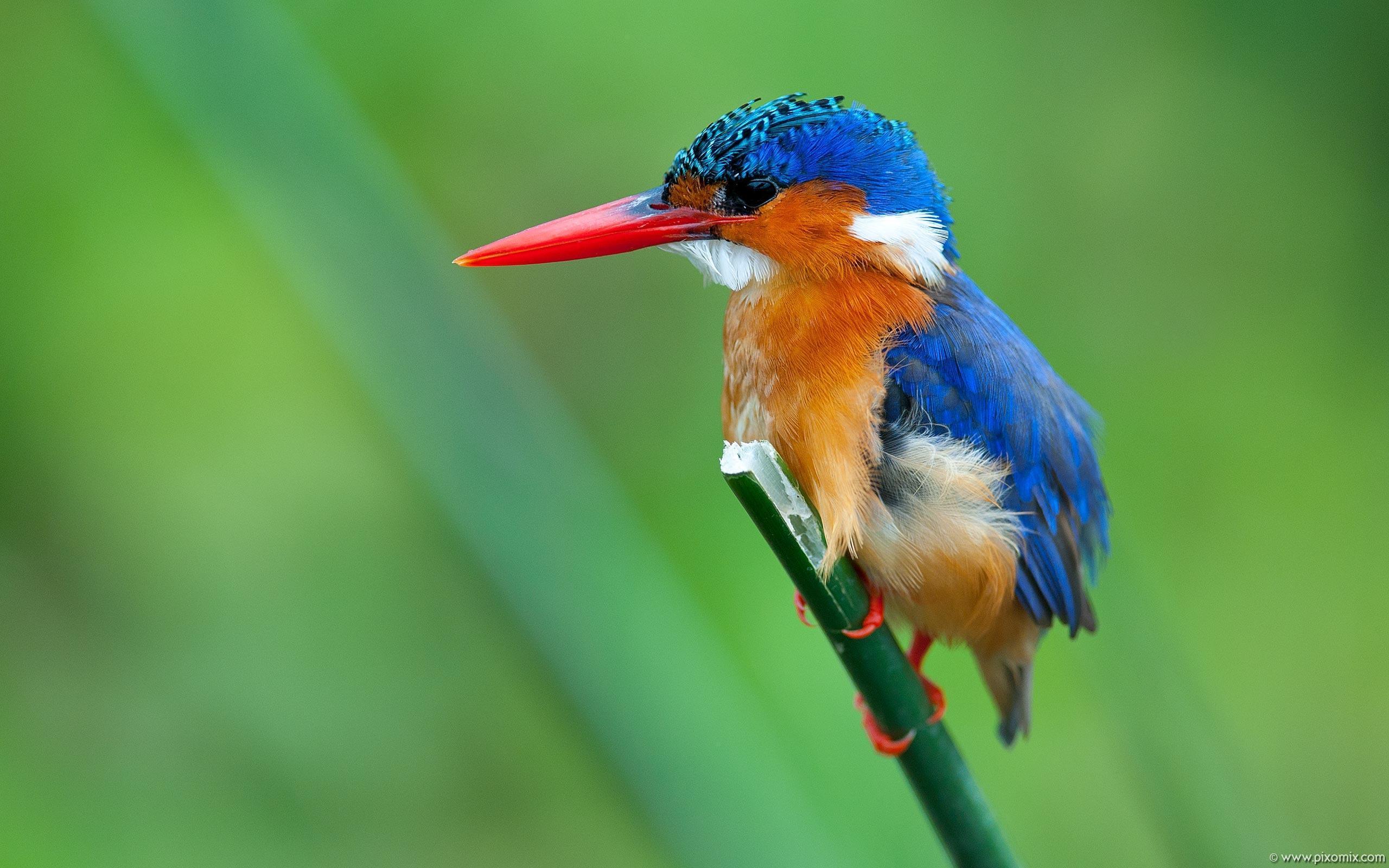 Kingfisher Wallpapers Wallpaper Cave