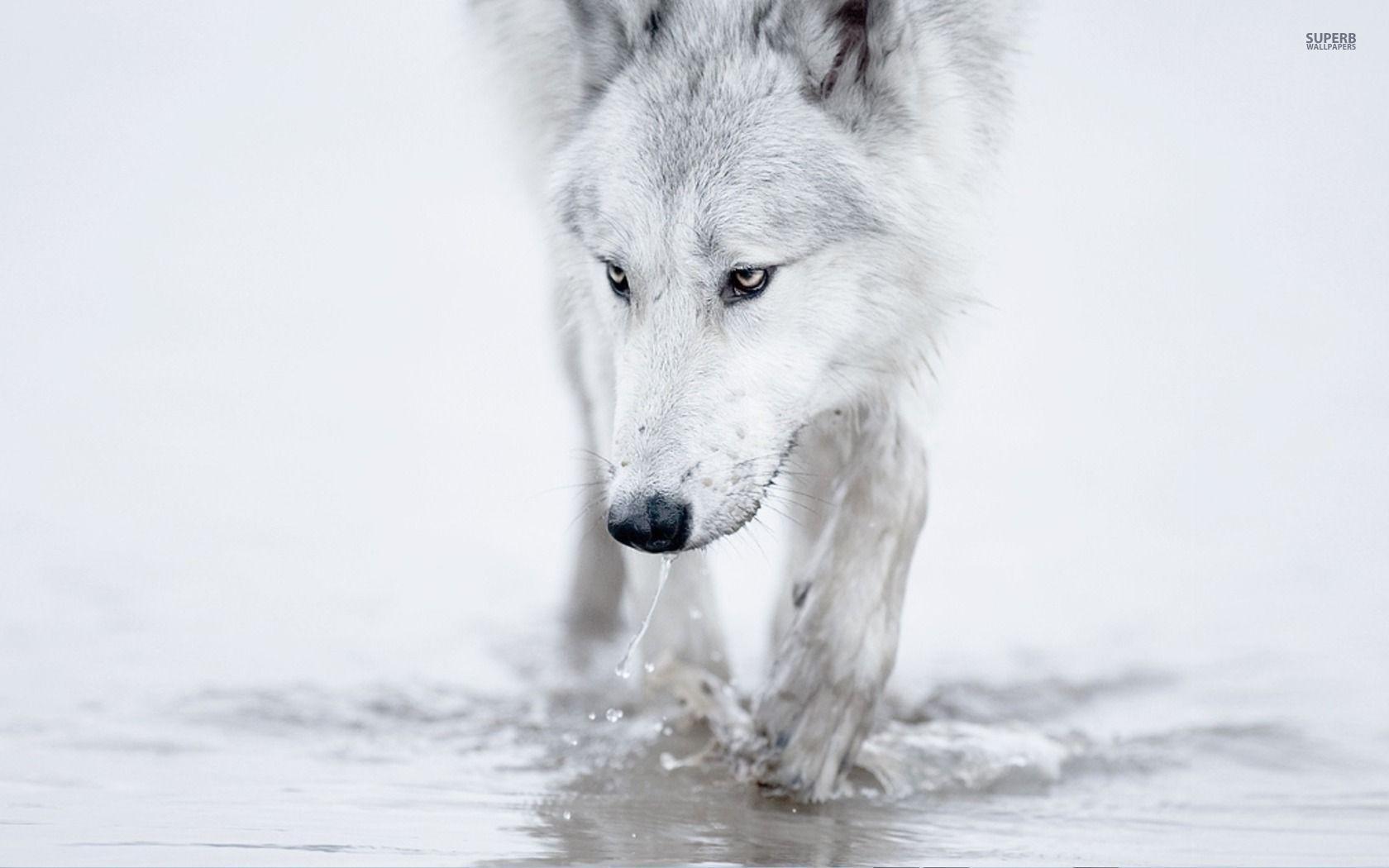 White Wolf Wallpapers Wallpaper Cave