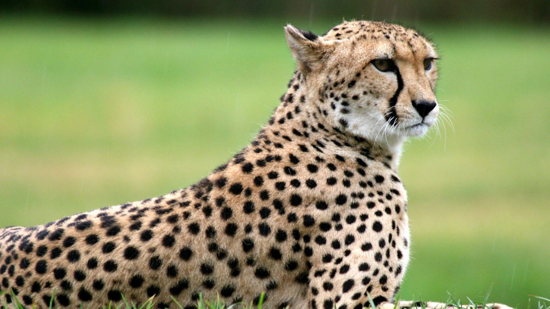 Cheetah Wallpapers HD Wallpaper Cave