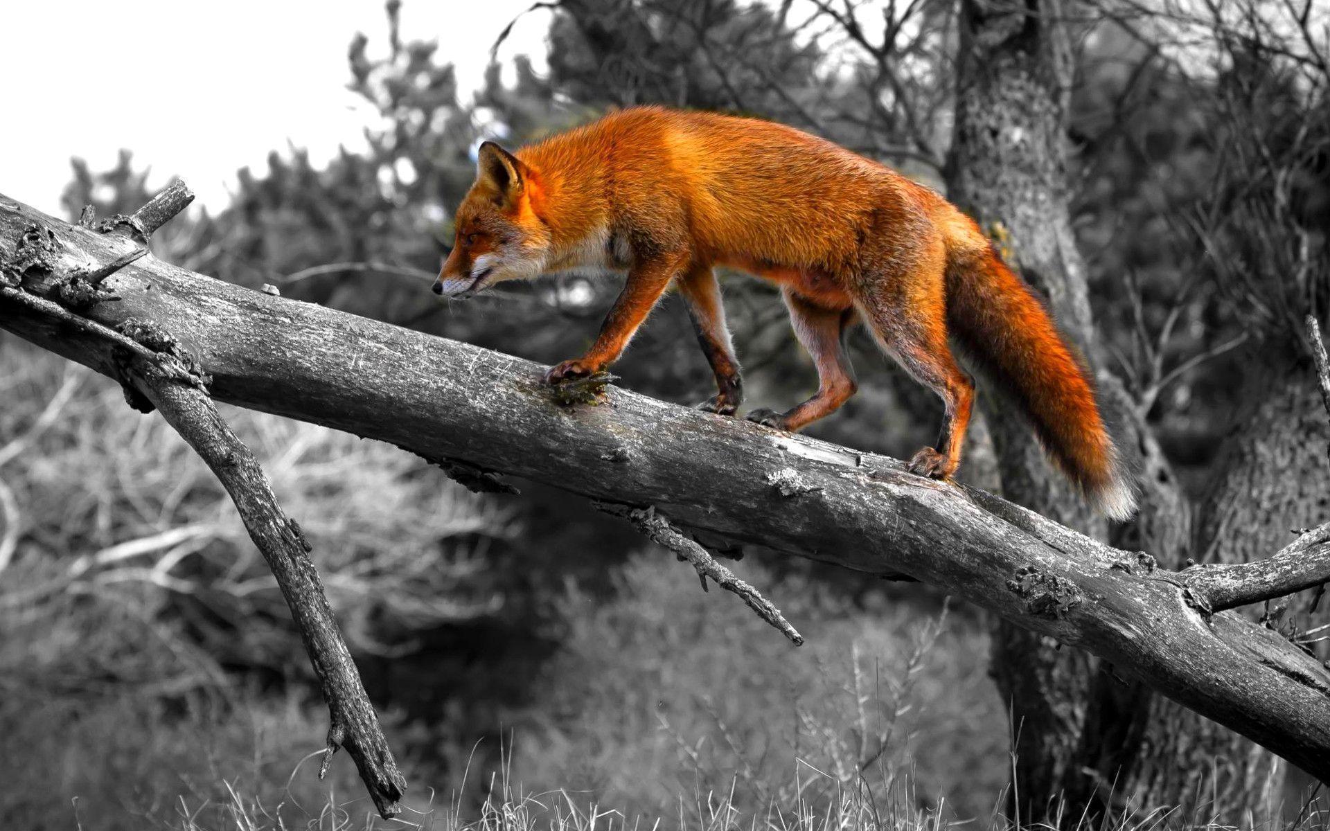 Red Fox Wallpapers Wallpaper Cave