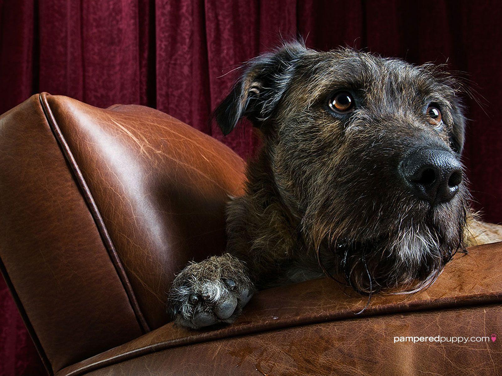 Irish Wolfhound Wallpapers Wallpaper Cave