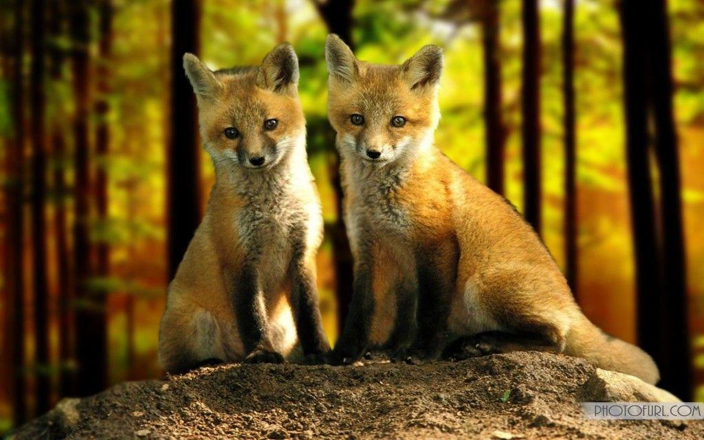 Red Fox Wallpapers Wallpaper Cave