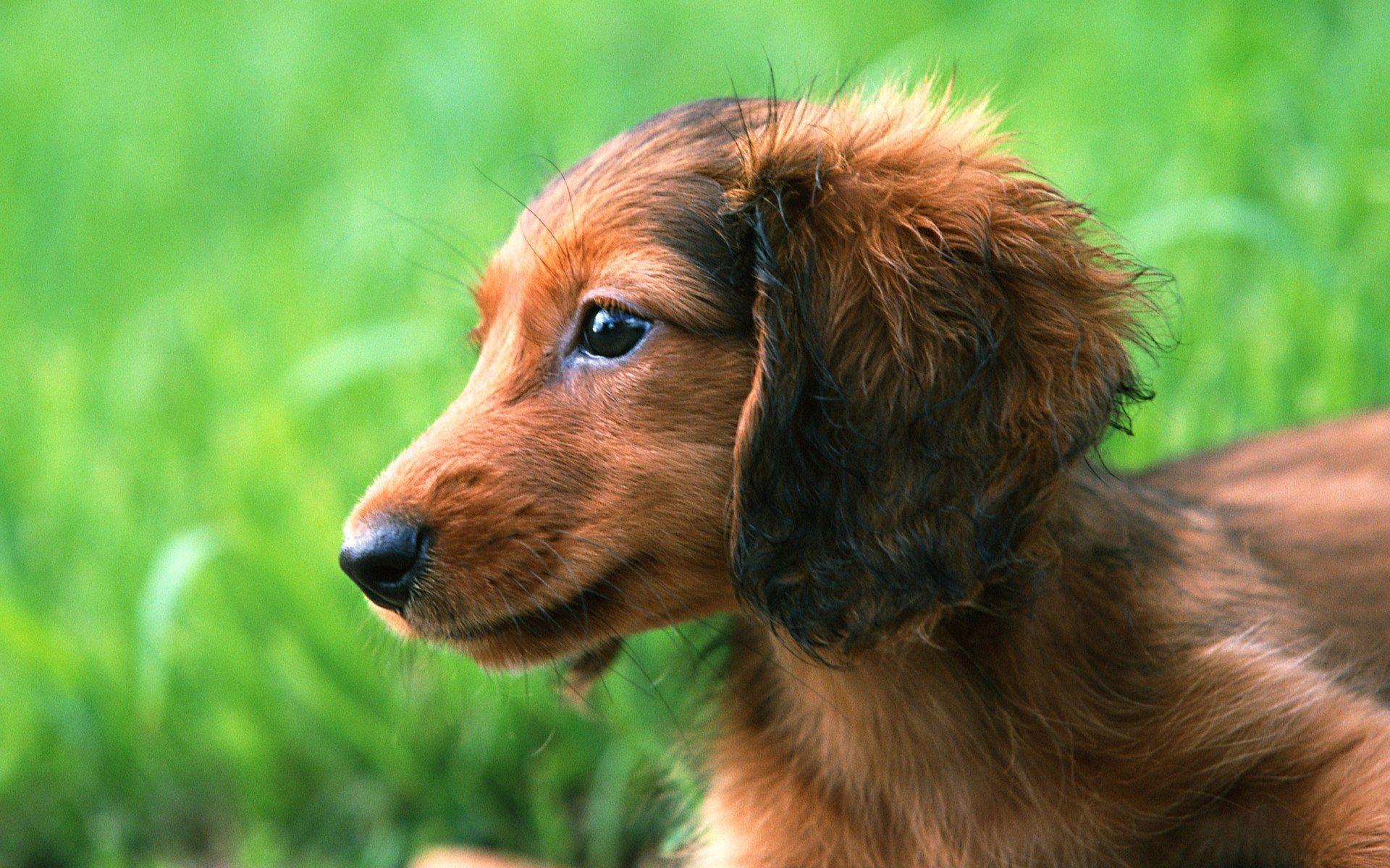 Dachshund Wallpapers Wallpaper Cave