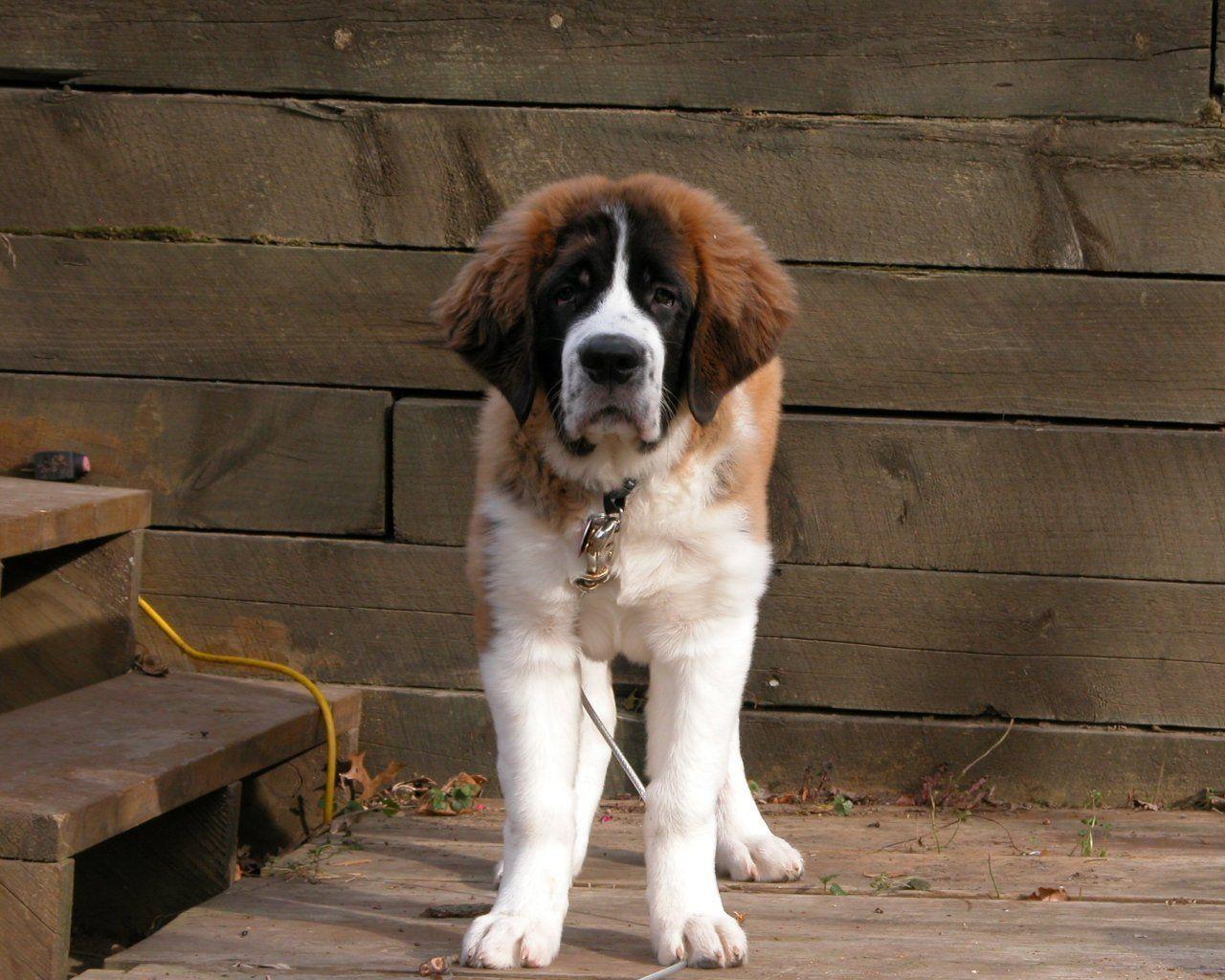 St. Bernard Wallpapers Wallpaper Cave