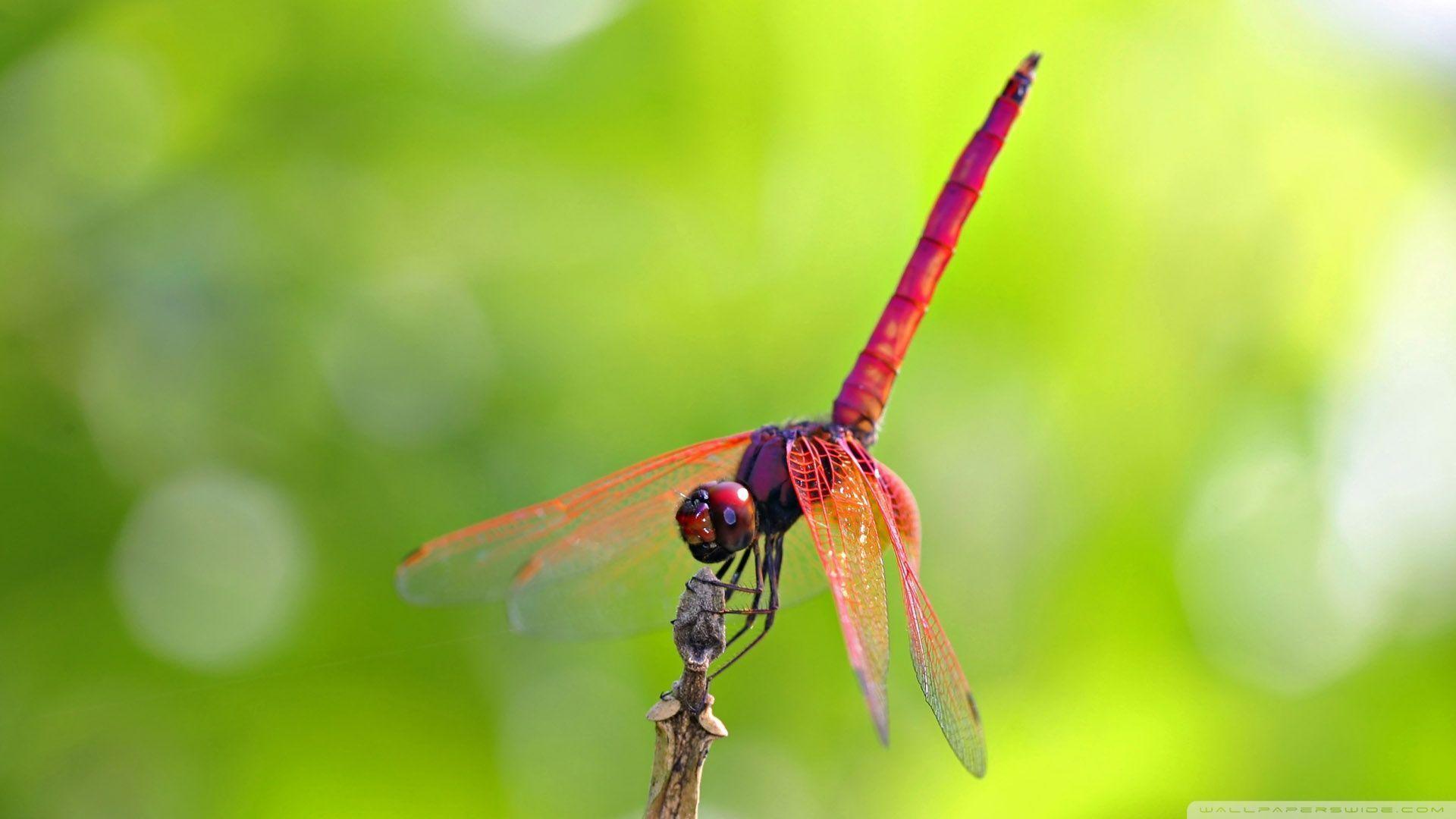 Free Dragonfly Wallpapers Wallpaper Cave