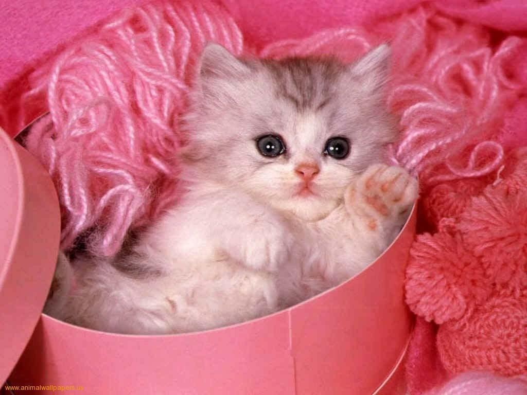 Pink Kitten Wallpapers Wallpaper Cave