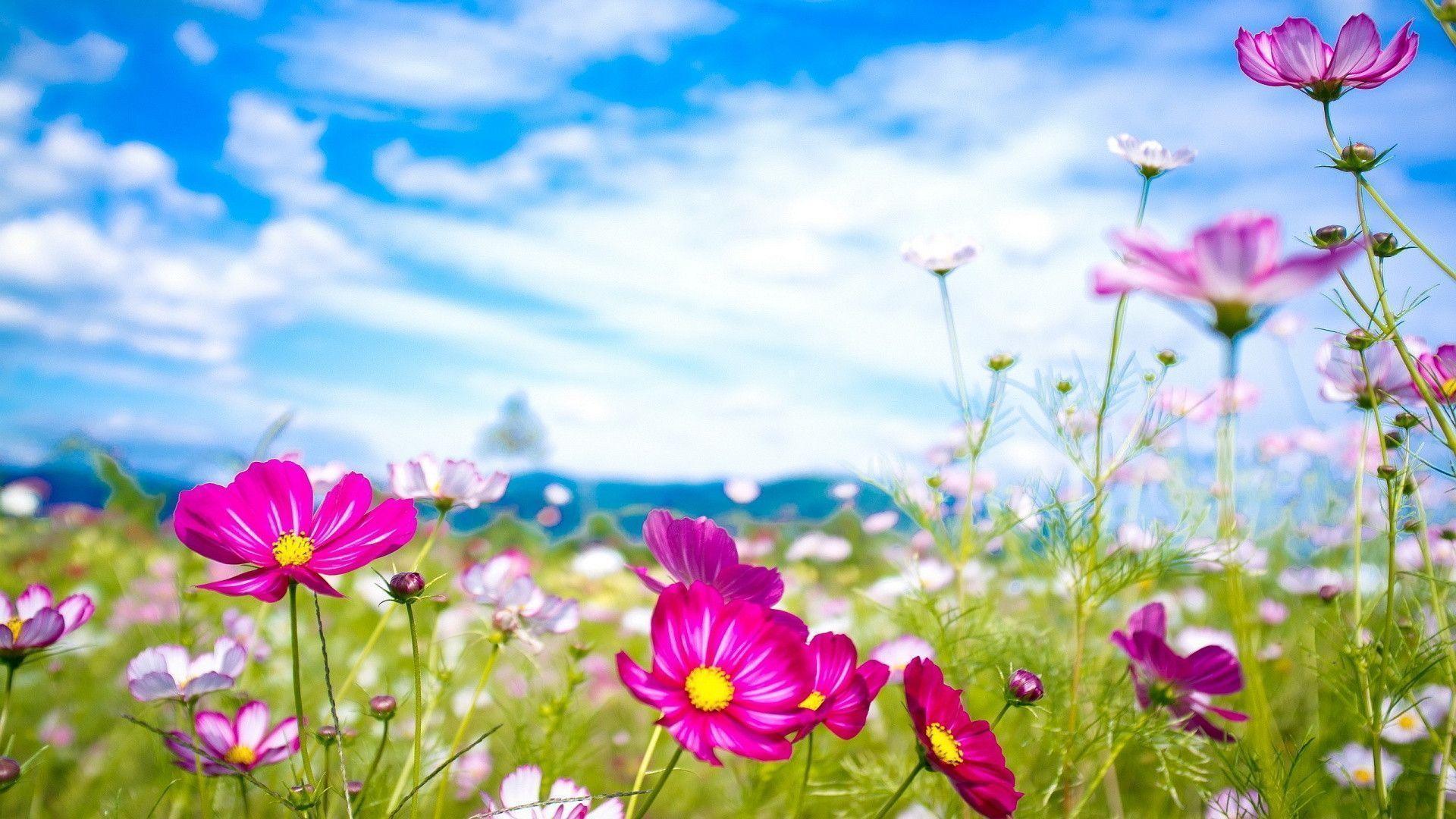 Summer Flowers Wallpapers - Wallpaper Cave