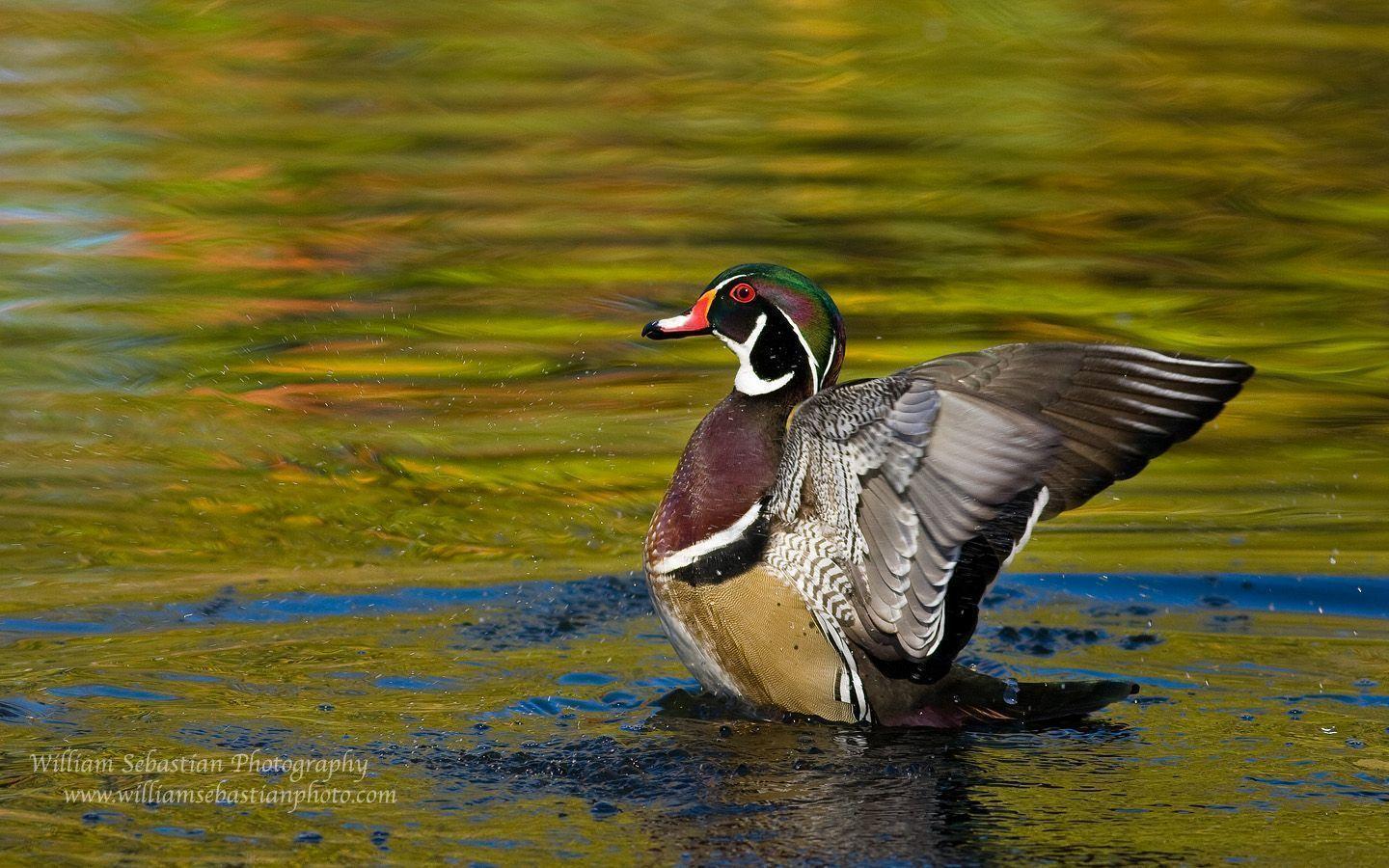 Wood Duck Wallpapers Wallpaper Cave