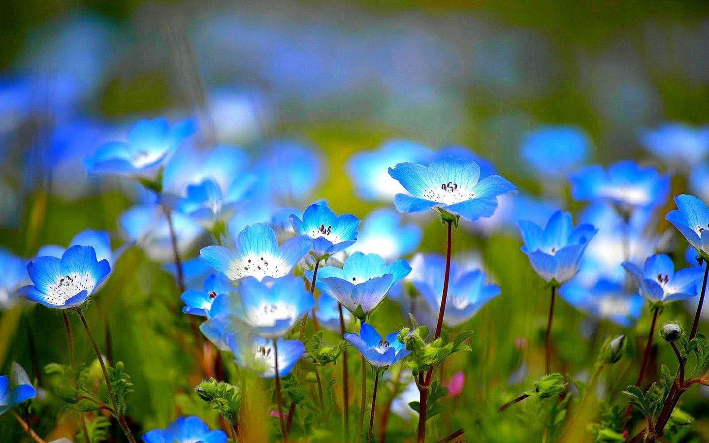Wild Flower Wallpapers Wallpaper Cave