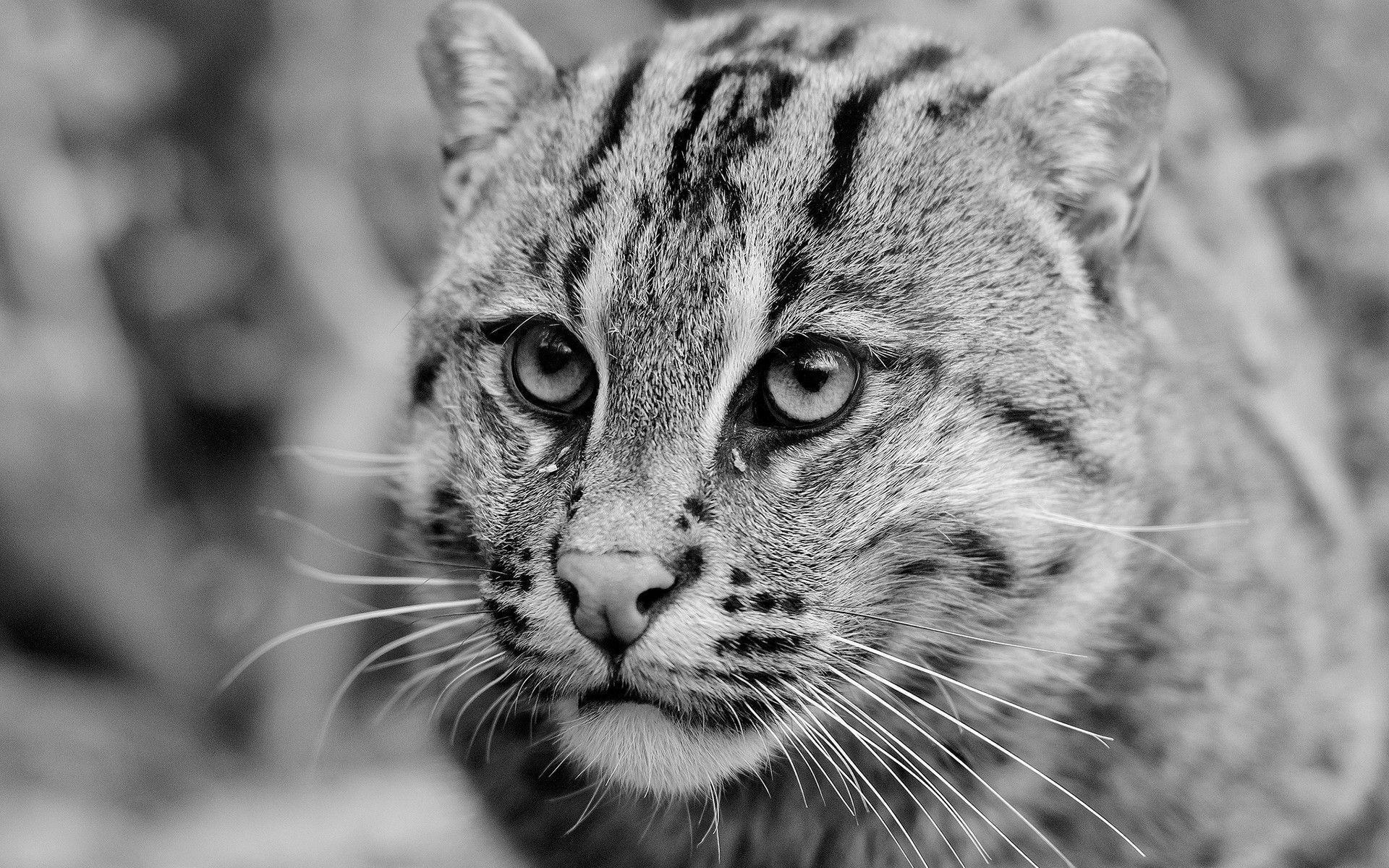 Wildcat Wallpapers Wallpaper Cave