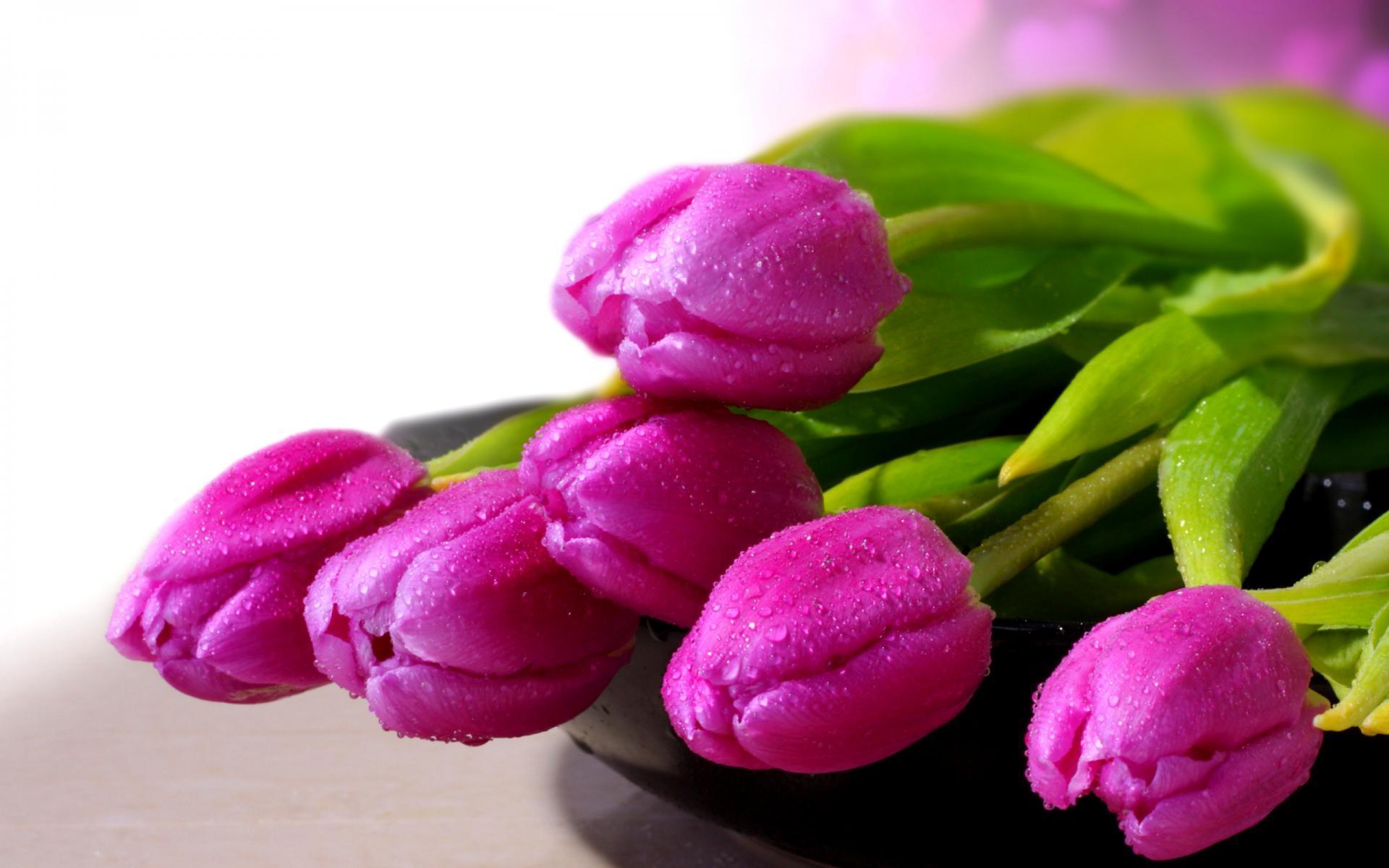Tulip Wallpapers Wallpaper Cave