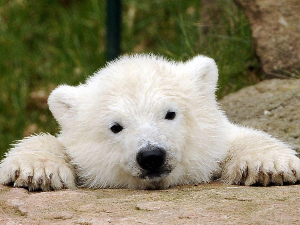 Cute Baby Polar Bears Wallpapers Wallpaper Cave