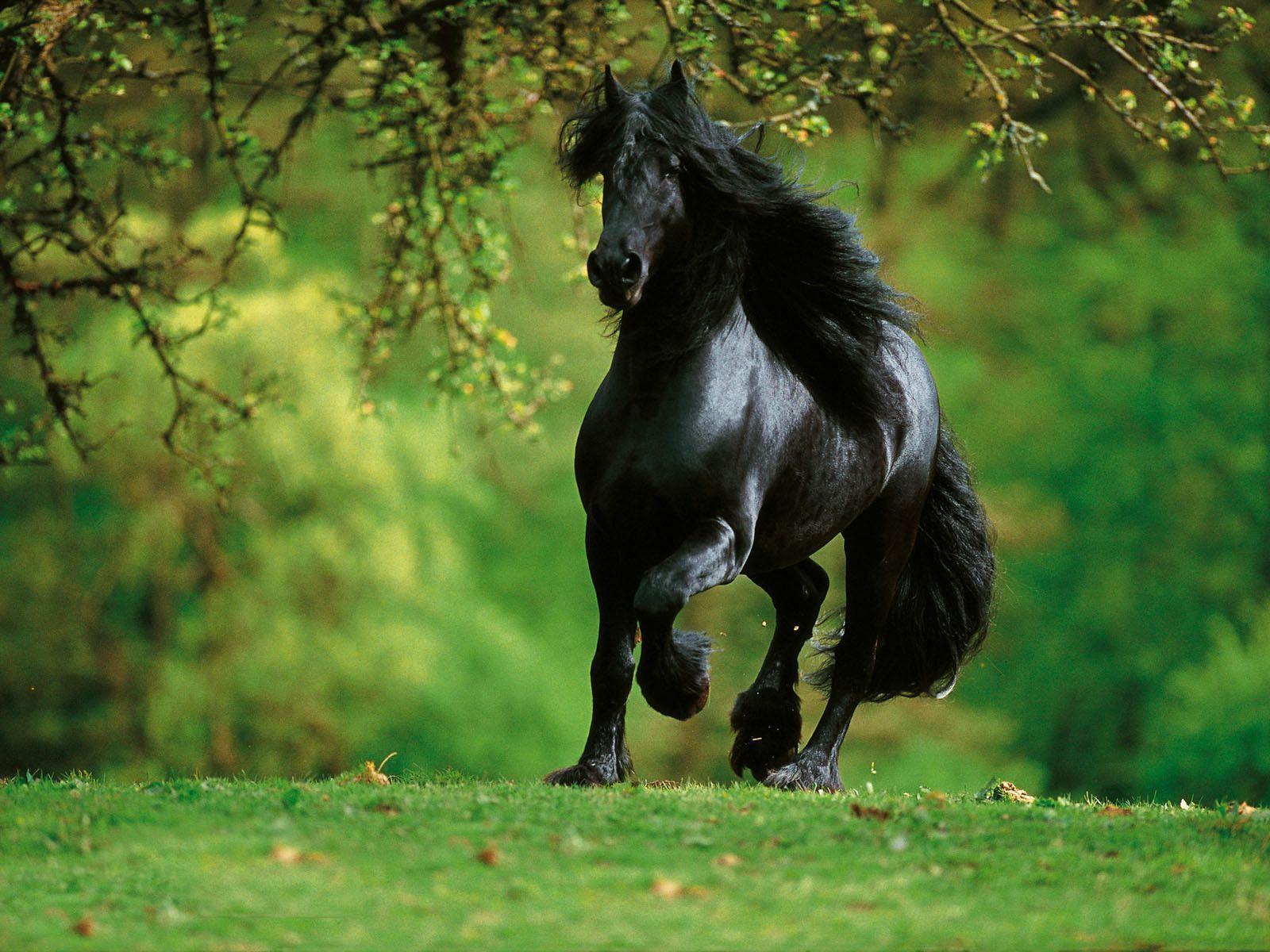Arabian Horse Wallpapers Wallpaper Cave