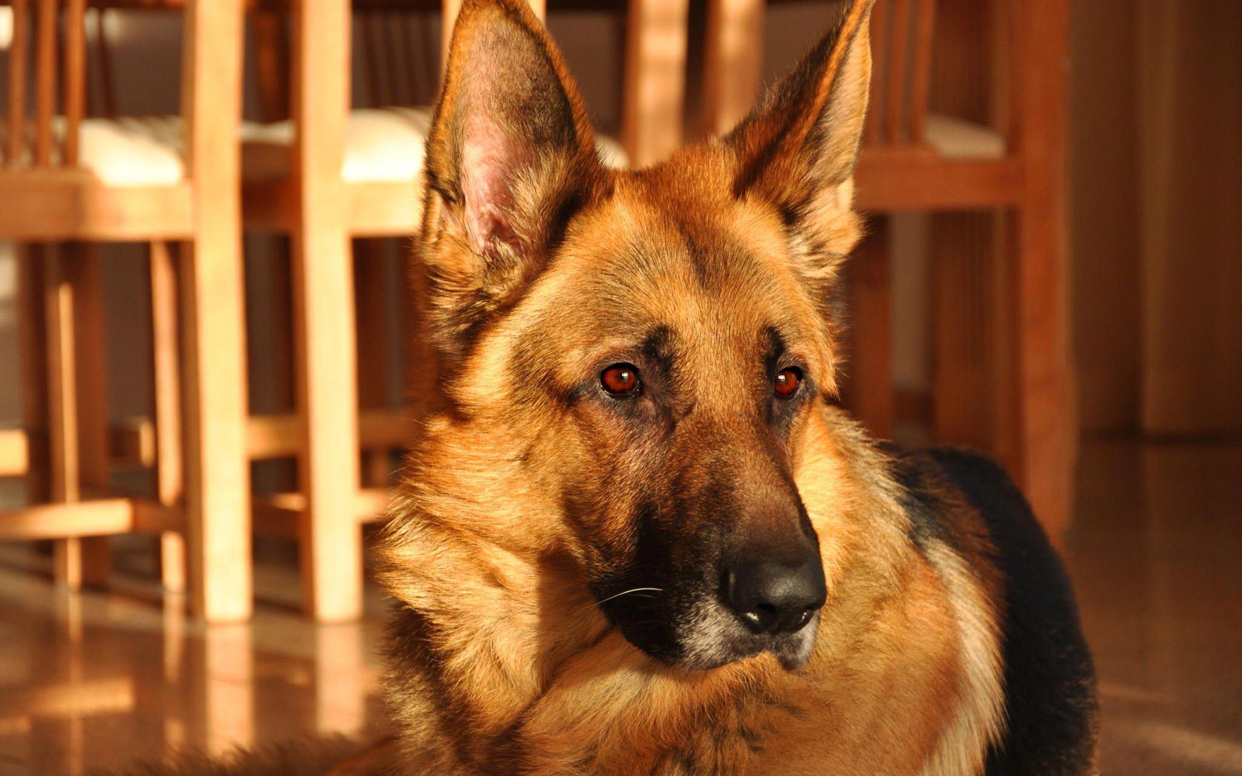 German Shepherd Wallpapers Wallpaper Cave