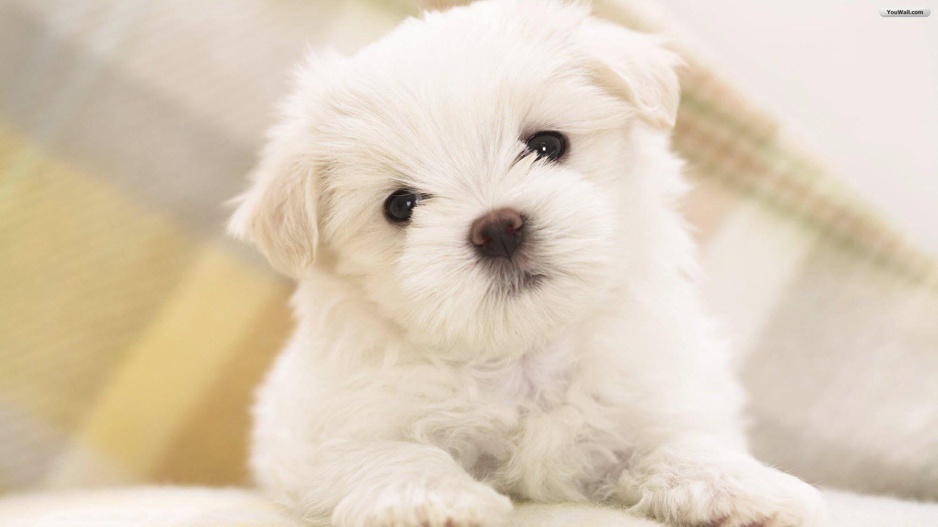 White Dog Wallpapers Wallpaper Cave