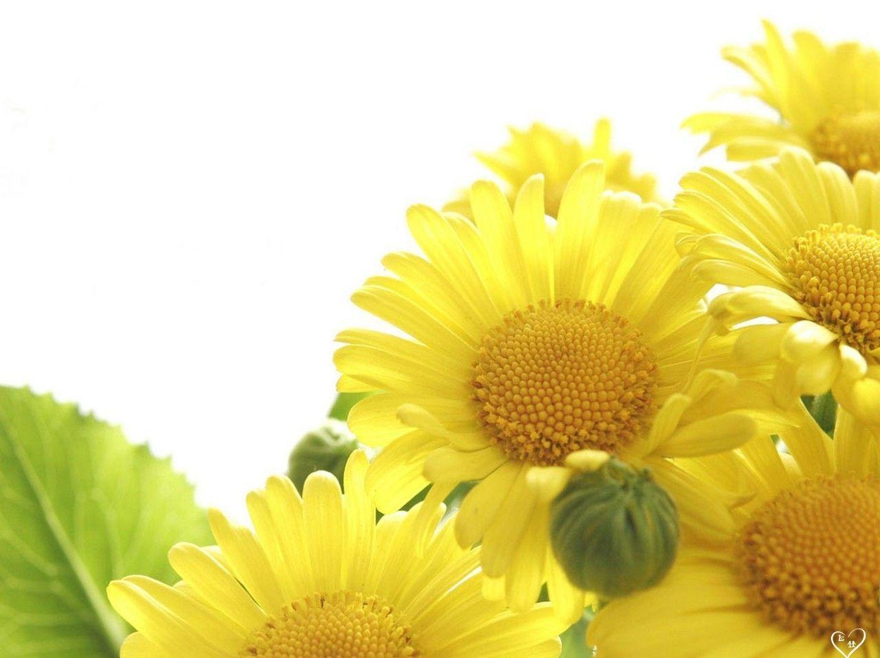 Yellow Flower Wallpapers Wallpaper Cave