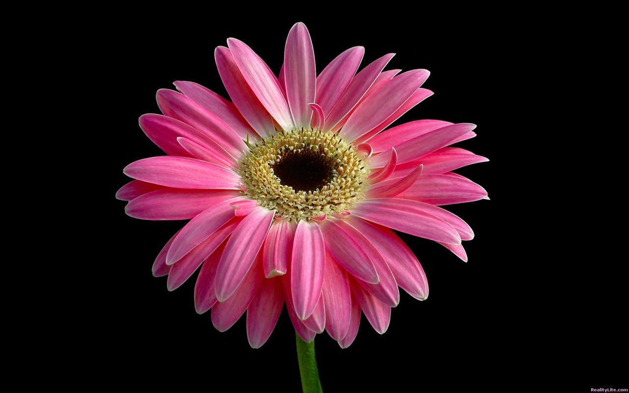 Pink Daisy Wallpapers Wallpaper Cave
