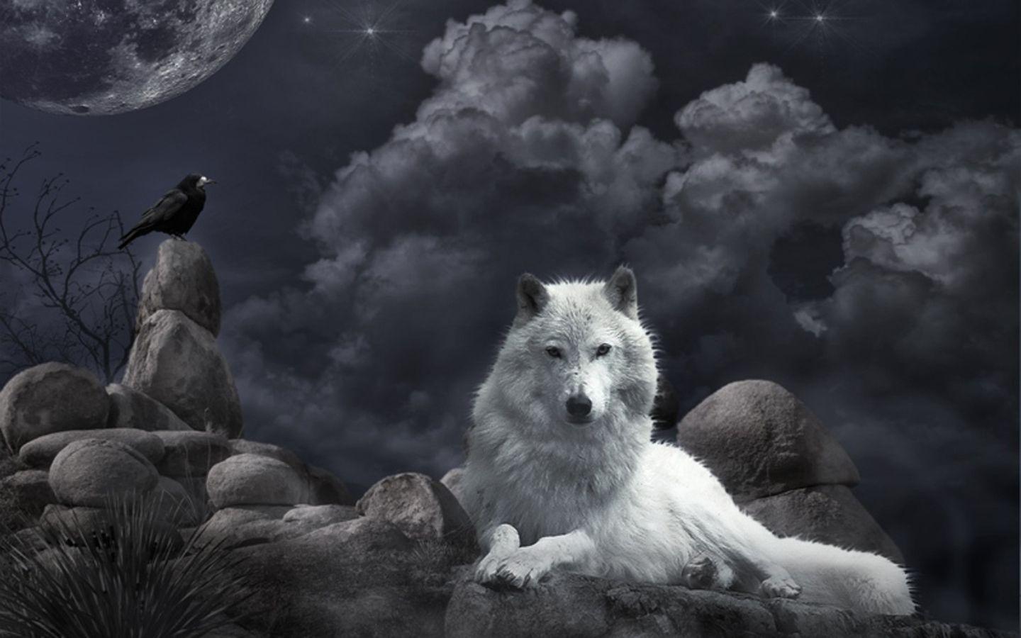 White Wolf Wallpapers Wallpaper Cave