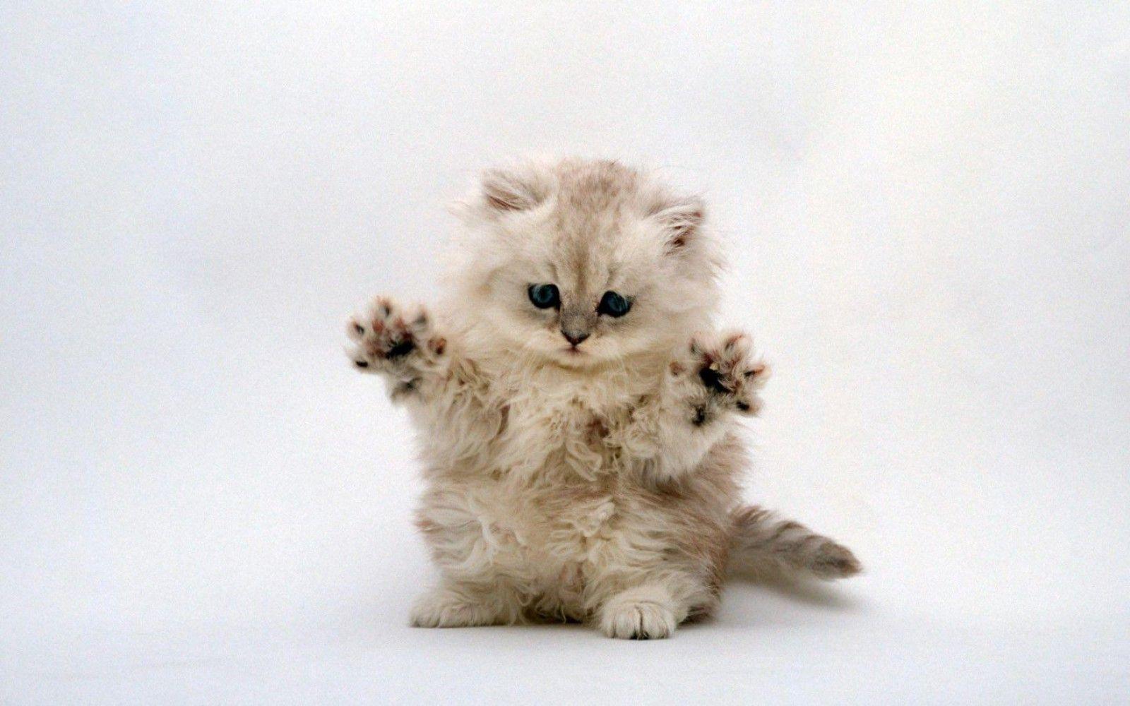 Kitten Desktop Wallpapers Wallpaper Cave