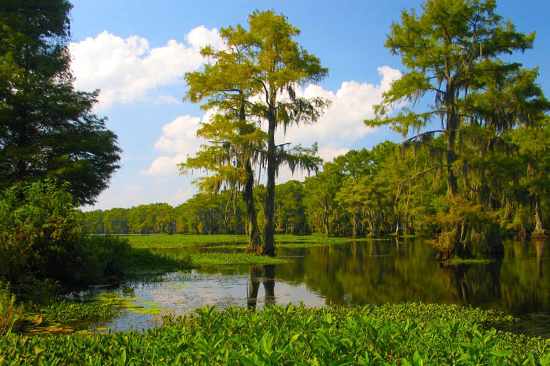 Swamp Backgrounds Wallpaper Cave 6FC