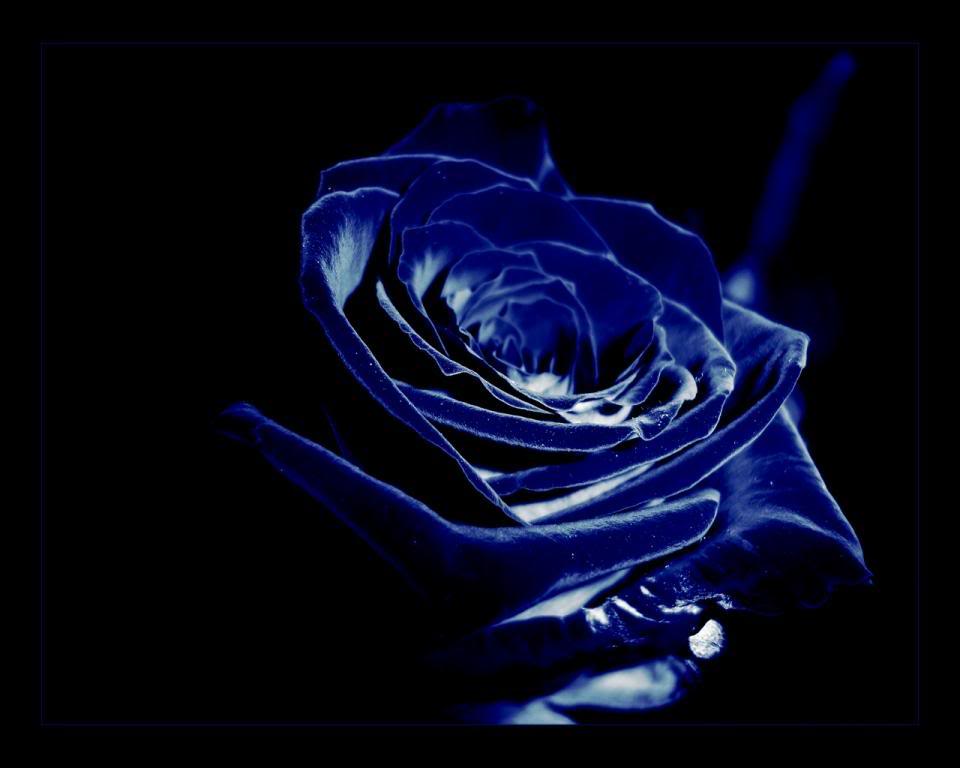 3D Blue Rose Wallpaper
