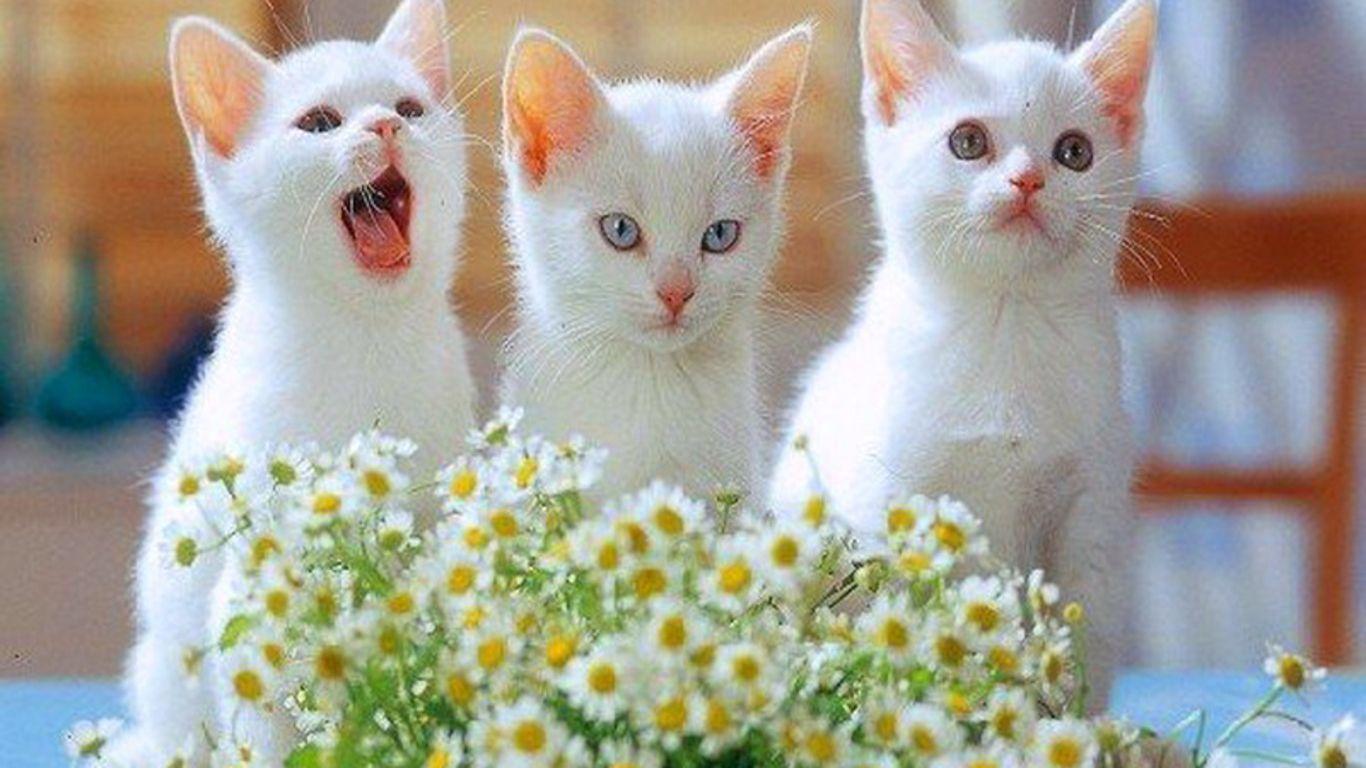 Free Cute Kitten Wallpapers Wallpaper Cave